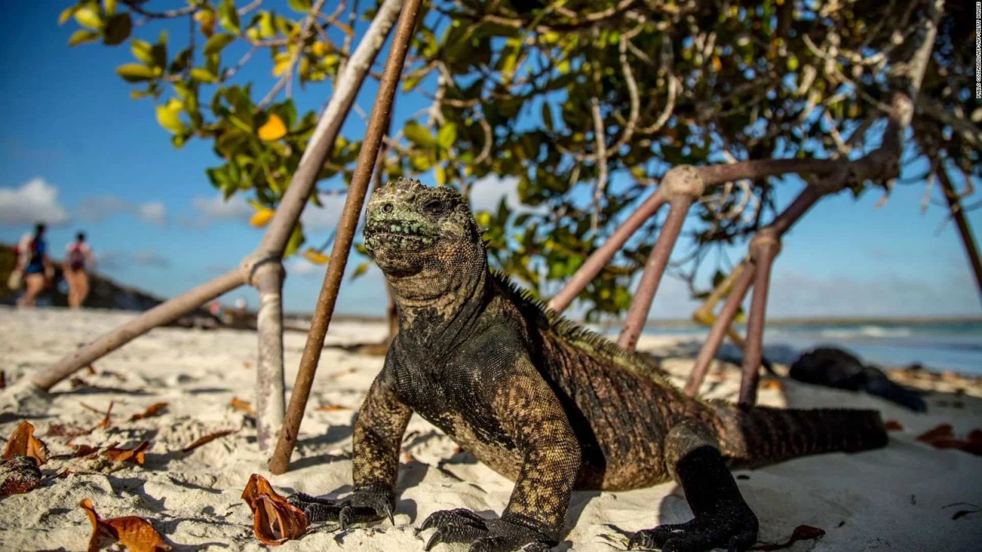 Galápagos